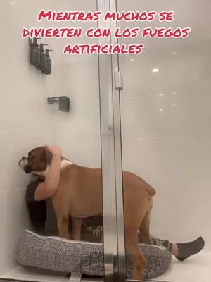 #noalmaltratoanimal #noalosfuegosartificiales #bacontheboxer #bacontheboxeranddiego #felizaño 