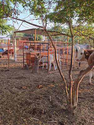 #ganado #brahman #rancho #ganaderos #becerros