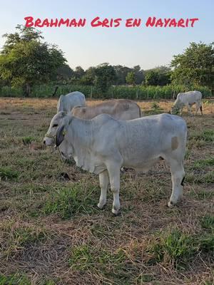 #cebu #rancho #nayarit #ganaderos 