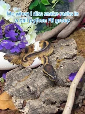 I swear FB groups either have the best info or they are filled with outdated information and ignorant owners who refuse to change their ways 🥲 #ballpython #snake #animal #reptile #reptilemom #pets #properanimalcare #leopardgecko #pythonregius #reptileroom 