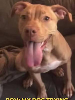 #CapCut #pitbullsoftiktok #dogs #dogsoftiktok #dogsoftiktokviral #doglover #pitbull #pitbulldogs #dogs  #dogs #dogstagram #pittiesoftiktok #pitbulls #pitbulllove #fyp #fypシ #fypシ゚viral #goviral #funny #funnydog #funnydogs 