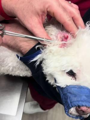 Plucking Away for Better Ear Health! 🐾✨ Did you know some breeds are prone to excessive hair growth inside their ears? This can trap moisture, debris, and wax, creating the perfect environment for infections. Sometimes, hair removal is necessary to improve airflow and keep those ears clean and healthy. #VeterinaryCare #HealthyEars #PetWellness  #drtom #veterinarian #veterinariansoftiktok #fyp #VetLife #dog #dogsoftiktok #patienceformypatients #vetmed #puppytiktok 