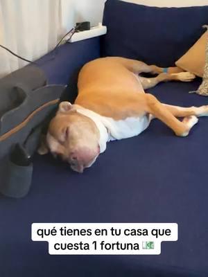 🛋️🥔 #perros #perrostiktokers #pitbulllove #amor #perrunos #pitbulls #perritos #peludos 