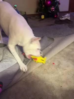 I’m so glad I finally got him playing with his new toy! He talks to all his babies! This little man means the world to me! #bestfreind #crpsfighter #kentucky #fyp #bestiebunch #2025 #crpsawareness #THETORTUREDPOETSDEPARTMENT #whiteboxerdog @scotts 