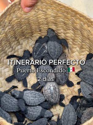 Guía por Puerto escondido 🇲🇽 de dos días! Liberamos tortugas, cabalgamos, vimos y nadamos con delfines y nadamos en la bioluminiscencia • #puertoescondido #puertoescondidooaxaca #oaxaca #oaxacamexico #mexico #descubremexico #parati #fyp #viajestiktok #mexicotravel 