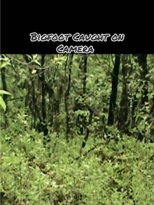 @EvanBStone  @John briggman  #Bigfoot #BigfootSighting #BigfootCaughtOnCamera #BigfootEvidence #BigfootHunt #FindingBigfoot #BigfootIsReal #BigfootResearch #BigfootVideos #Bigfoot2025 #CryptidHunter #CryptidCaught #Sasquatch #SasquatchSighting #ParanormalTikTok #ExploreTheUnknown #CryptidTikTok #MysteriousEncounters #HiddenInTheWoods #UnsolvedMystery #ProofOfBigfoot #BigfootEncounter #BigfootOnTheLoose #BigfootFound #BigfootExpedition #BigfootHunting #CaughtOnCamera #CaughtInTheWild #MythOrLegend #ParanormalCaughtOnCamera #ViralVideo #TrendingNow #ForYou #FYP #ForYouPage #TikTokViral #ViralTikTok