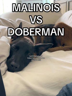 Which dog breed do I recommend for personal protection?🤔 #doberman #belgianmalinois #personalprotectiondog 