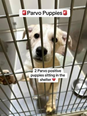 #parvo #puppies #parvovirus #stray #shelter #shelterdog #dog #dogsoftiktok #help #saveme #fyp #ca 