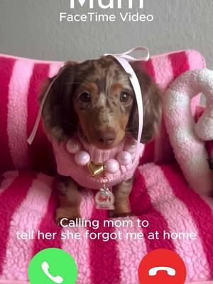 Pick up the phone mom🥺 #funny#trending #dogmom #viral #dogessentials #dogproducts #puppies #petproduct #dogfashion #ilovedog #cutepuppy #dogparent #dogparents #dogmomlife #dog #doglover #dogoftheday #puppyessentials