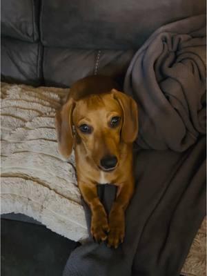 Sassy wiener, she k owes I am feeling better now because mom play with me now #weenidog #wienerdog #dachsundsoftiktok #puppytiktok #dachshund #puppy #dogsoftiktok 