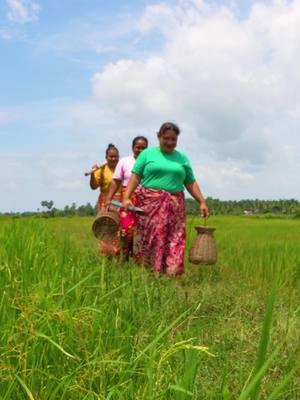 #1Catching Crabs from Rice Fields and Cooking a Delicious Crab Soup-Amazing Cooking Recipe#cooking #Foodie #yummy #foodtiktok #delicious #eatingshowtiktok #eatingshow #mukbang #yummychallenge #newyork #unitedstates #cookingvideo #deliciousfood #food #dleicious #Recipe