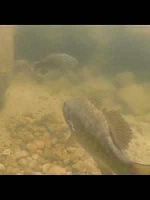 awesome underwater footage of 2 smallmouth bass in the spring time coming right up to the camera! smallmouth #smallmouthbass #fishtok #spawn #spawning #bass #bassfishing 