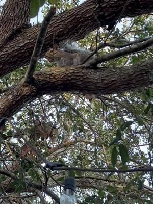 Nature is pretty cool.  #nature #squirrel #wildlife #foryou #animalsoftiktok #socute #fyp #🐿️ #animals #trending #viral #prettycool #florida #nutty #Outdoors #thesouth 