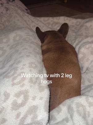 Absolutely pinned by them #frenchiesoftiktok #frenchies #frenchbulldog #frenchbulldogpuppy #frenchiepuppy #ivddsurvivor 