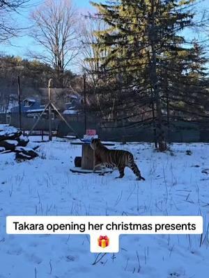 Takara opening her christmas presents 🎁 #bigcats #enrichmentforcats #animalsoftiktok #animalsdoingthings #zookeeper #animalenrichment #tigerenrichment #enrichment #zookeepersoftiktok #bengaltiger #tiger 