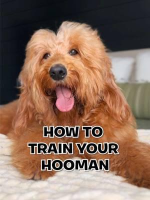 Works like a charm every time, I promise 😜 #goldendoodle #smartdog #dogtraining101 #doodlesoftiktok #goldendoodles #dogsoftiktok #dog 