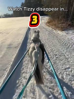 Watch Tizzy the pinto pony disappear! 😏😂 🐴 💙 ❄️⛷️ #alchemyacres #skijoring #miniaturehorses @ponies.and.properties @realtor.in.the.wild 