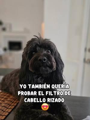 Oreo también quería probar como se vería con el pelo rizado😍#lachinita #CapCut  Oreo❤️ #cockapoos#pelorizado#perrijos#canhijos#perroslindos#amoamiperro #mamaperruna 