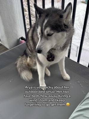 First world dog problems. 😆😆💜💜 #huskies #huskiesoftiktok #pets #PetsOfTikTok #cute #dog #dogsoftiktok #adoptdontshop #dogloversoftiktok #dogs #pnwlife #pnw #washingtonstate #pnwonderland #seniordogs #seniordogsoftiktok #seniordog 