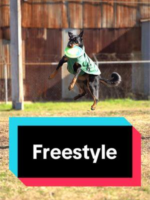 Our first real-ish try at true freestyle. Love this pup ❤️ video by the always amazing @Sunset K9 Studios  #beauceronsoftiktok #foryou #fyp #foryoupage #beaucerons #shepherdsoftiktok 