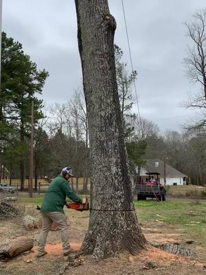 #sendit #oak #fypシ #cutit #treeremoval #bigwood #tree #woodworking 