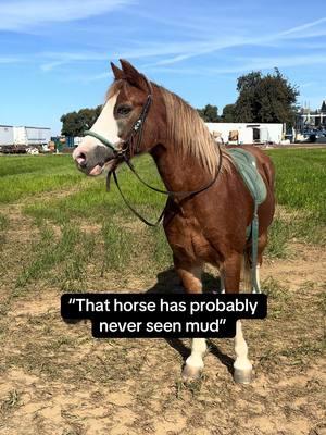 its 2 different horses too 😭 #fyp #horsesoftiktok #viral #welshpony #gingerthewelsh #trend #mare #mud 