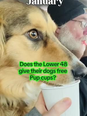 What makes a good pup cup? #coffeehut #pupcupstarbucks ? #pupcups #alaska #fairbanksalaska #anchorage #alaskadog #rescuedog 