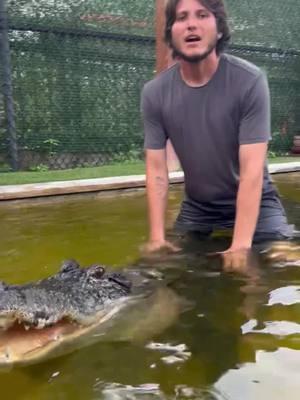 "I work at Everglades Holiday Park; of course I know how to drive an alligator!" 🐊💪 That’s Alex for you—always keeping it adventurous! At Everglades Holiday Park, the action never stops, and the gator vibes are always strong! Come visit us and experience the magic of the Everglades—you never know what kind of wild adventure you'll see! 😉 #EvergladesHolidayPark #AlligatorAdventures #FloridaLife #WildlifeEncounters #AirboatRides @livin_up_a_hill