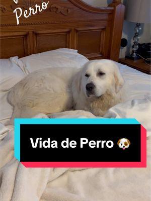 Dándole un nuevo significado a la frase “vida de perro” 🐾 #misperros #perrhijos #encasaconloshernandez #perrostiktokers #micasa #perros #mivida 