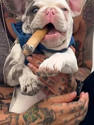 No dull moments here.. Chop’s New Year’s resolution is to smoke less, drink less, and slow down… #frenchbulldog #frenchiesoftiktok #puppy #badtothebone #happynewyear 