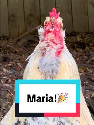 Frankie calls #maria the legend 🏆 #rooster #chicken #memesdaily #chickensoftiktok #funnyanimals #chickenhappyhour  