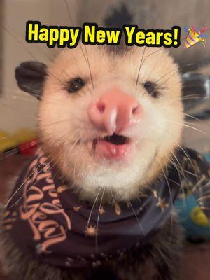 Hope you all had a great New Years!! 🎉 Let’s make 2025 the best year of Moxie’s life! ❤️❤️ #newyears #newyearseve #Moxietheopossum #moxiethepossum #PetsOfTikTok #PetsOfTikTok #pets #notapet #wildanimals #petrescue #dogsoftiktok #catsoftiktok #catsoftiktok #possumsoftiktok #thedodo 