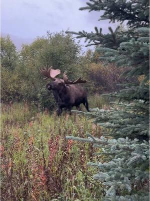 What would you do in this situation? 😳 #moose #hunting #Outdoors 