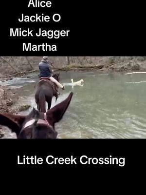 Jackie Mick Alice Martha @Stacie Smith @Betsy Bell @Whiskey Ridge Ranch #foryou #fyp #trending #mulesoftiktok #mules #cowgirlsoftiktok⚡️ #arkansas #muletraining #mulesrule 