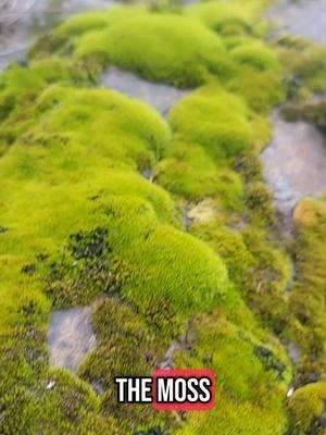 #moss #nature #fae #fairies #shewasafairy #cottagecore #grounding #starchild #frequency @demetri kokines @Jason Verplanck 