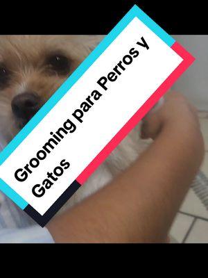 Grooming para Perros y Gatos! Todo lo que necesitas para mantener a tu mascota bella y aseada desde la comodidad de tu casa! #groomingdog  #Groomingforpets #vaccumpets #vaccumperros #spotlightfinds #mademyyear #tiktokshopholidayhauls #giftguide #TikTokShop #tiktokshopholidayhaulspotlightfinds #tiktokshopcreatorpicks 