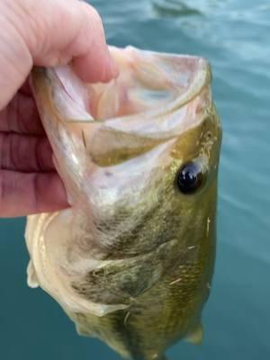 Bass fishing release video #bassfishing #fishing #fishtok #largemouthbass #fyp #fishon #fishrelease #largemouthbassfishing #fishingvideos #fishingvideo #fish #foryou 