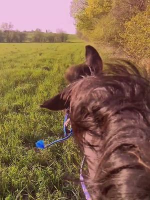 this song though #lgbtequestrian #hearthorse #goldenoldie 