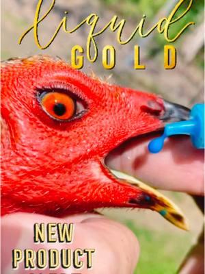 Investing in gold has never been easier. 🍯Health is wealth. Send me a message to try it out for yourself . If you understand 🐔your birds you have to understand that prevention is key over treatment. ##gamefowl##showbirds##game##bayarea##showbirds##cali##california##liquidgold##dewormer#CapCut 