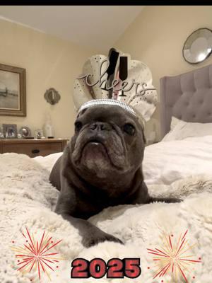 Cheers to another year! Happy 2025 everyone!  #happynewyear #2025 #nye #cheers #frenchie #frenchbulldog #frenchiesoftiktok #pets #frenchies #cute #dogs ##fyp #foryou #cutedog #bluefrenchie #funnyvideo #funnydog #funnydogs #cutedog #frenchiesoftiktok #frenchiesofinstagram #frenchietok #frenchbulldogsoftiktok 