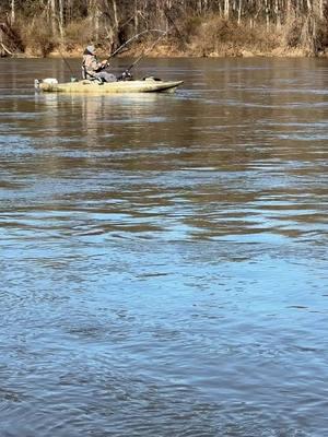 Blue catfish on fire 🔥.  Book a trip with Goober Time Guide Service www.goobertimeguideservice.com #2024 #2025 #kayakfishing #catfish #catfishing #catchthefever #4reelfishing #goobertimeguideservice #fishingguide #fyp 