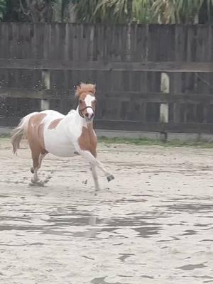 It poured for two days straight and Trixie didn’t get to go out in her paddock… needless today she had ENERGY! #fyp #foryou #fypage #equestrian #horsetok #miniaturehorse #jupiterfl #horsebackriding 