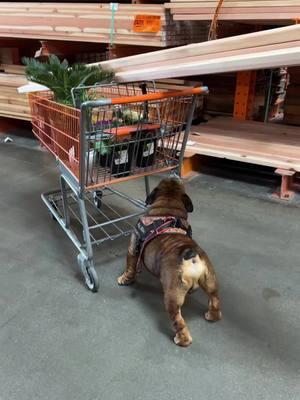 Big Bear making friends at The Home Depot 🐻🐾♥️🙏🏼✝️ #bear #bigbear #friends #thehomedepot #daddy #mentalhealthmatters #godisgood #blessed #amen #blessedlife #englishbulldogsoftiktok #englishbulldoglover #englishbulldogs #englishbulldogmom 