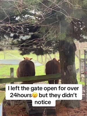 #horses #opengate #gate #habits #tree #lucky if the ponies were with them I’d have been chasing the herd last night 😆