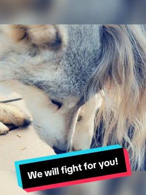 Fighting for Our Sanctuary The amount of heartache, pain, and suffering that Skagit County and our neighbors have put us through this year has been utterly unbearable. Waking up every day, not knowing if it’s our last day with these animals, has been devastating. We've fought tirelessly for their right to live in the homes they've known for 2 decades, despite the frivolous lawsuits draining our reserves and threatening bankruptcy. Our wealthy neighbors and the county have now delayed our permit process for another year, cutting off our main source of income. Feeding over 100 animals and 56 different species without income is overwhelming. We've survived three years without it, so here's to a fourth. Please watch, support, and follow our organization. Without you, our nonprofit and the animals we care for will not survive. We hope 2025 will bring us the opportunity to rescue, educate, and continue our mission of providing the best retirement home possible for these incredible creatures. #SupportAnimalRescue #SaveOurSanctuary #CommunitySupport #AnimalRights #NonprofitChallenges #2025HopefulBeginnings #wolves #nonprofit [Link in bio to learn how you can help]