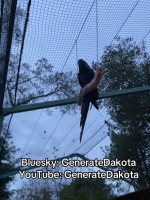 He climbs UP the wall of the aviary, ACROSS the roof, DOWN the chain and then sits there—until I get him down in an hour or two  Stubborn little rat ##gandalfthemacaw #birdsoftiktok #parrotsoftiktok #parrot #parrots #smartbird #smartbirds #bird #birds #parrotbehavior #macaw #macawsoftiktok #hyacinthmacaw #theythem #lgbtq