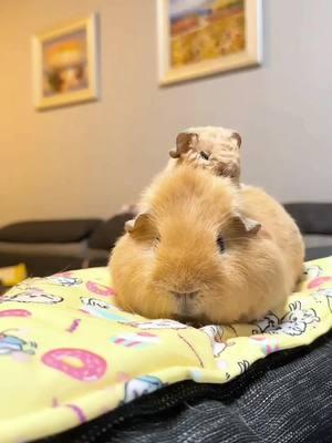 So cute!!!🥰🐹#guineapig #guineapigs #pet #cute #cutepet #petlover #pettraining #PetsOfTikTok #fyp #funny 