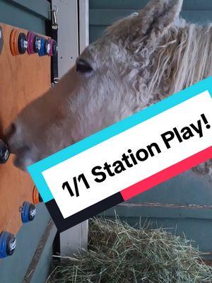 I was hoping to get more steps in as part of my 2025 health intentions. You can see me trying to give Lira other options, hoping she would choose to play trot so we could be active. But, she totally chose her  stationary target! Station Play. Pet horse always wins! #liralearns #talkinghorse #talktoanimals #hearthorse #curlyhorse #horsesoftiktok #fluentpet 