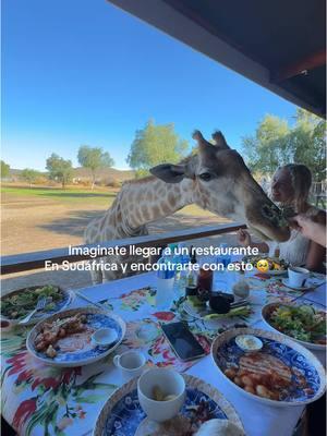 Mis amigos me sorprendieron llevándome a este restaurante 🥹🥹🥹  #africa #sudafrica #capetown #giraffe #restaurante #luxury #Lifestyle #southafrica #animals #bucketlist