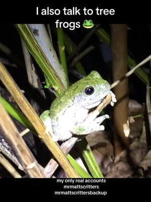 Please do not engage wildlife. I’m a rescuer/rehabber/tracker and poacher hunter. Most of you know my Infamous whistle I do to call the wildlife in. The tree frogs respond to this also. These are Cooes tree frogs which are one several species found in North America. They change colors and are very vocal. Many of you have seen and heard them on my live streams. They are smaller frogs and live up in the trees. They can live about 7 years and eat mostly small insects.#wildliferescue #mrmattscritters #treefrog 